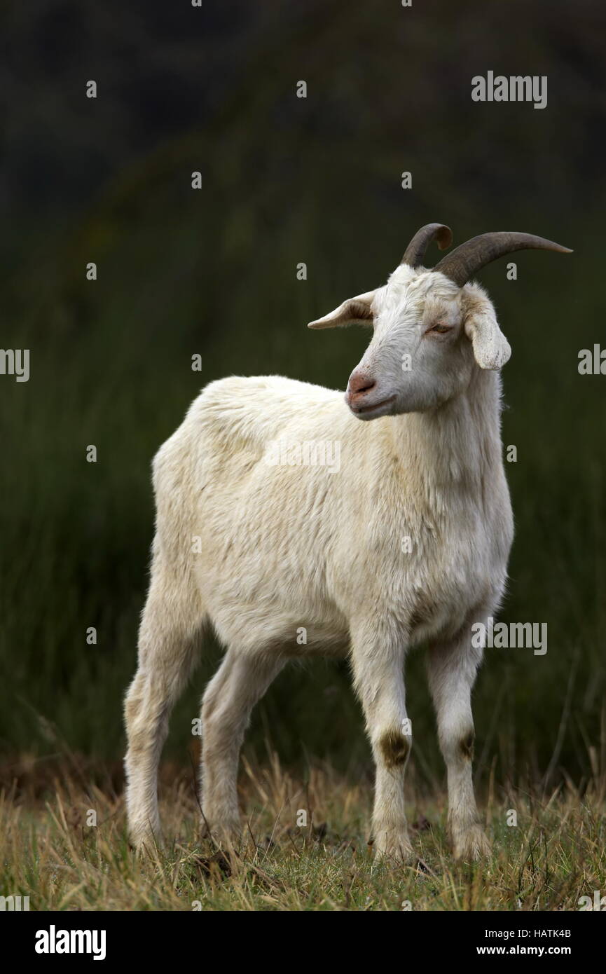 Hausziege - Capra aegagrus hircus - Goat Stock Photo