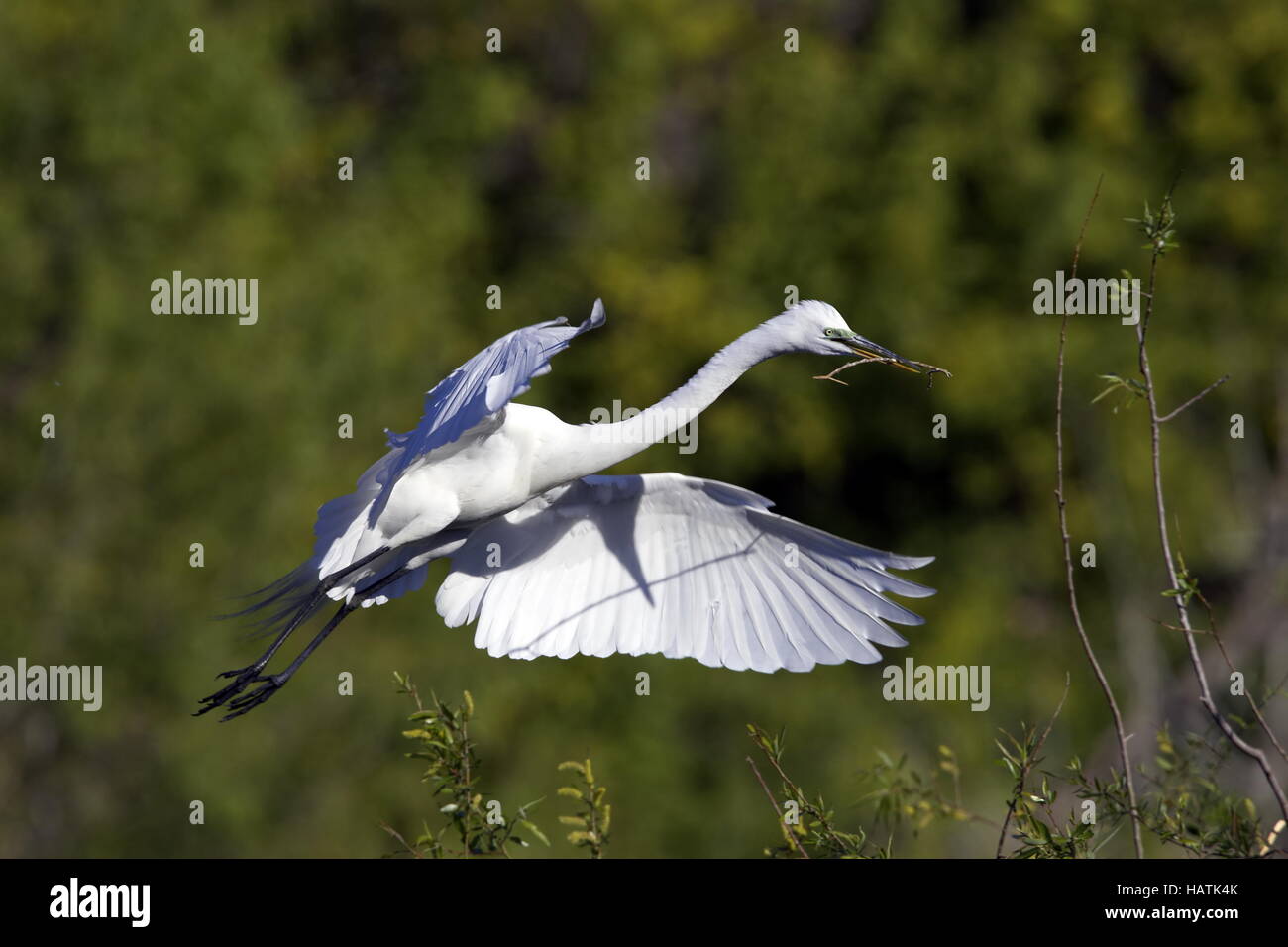 Silberreiher - Egretta alba - Great Egret Stock Photo