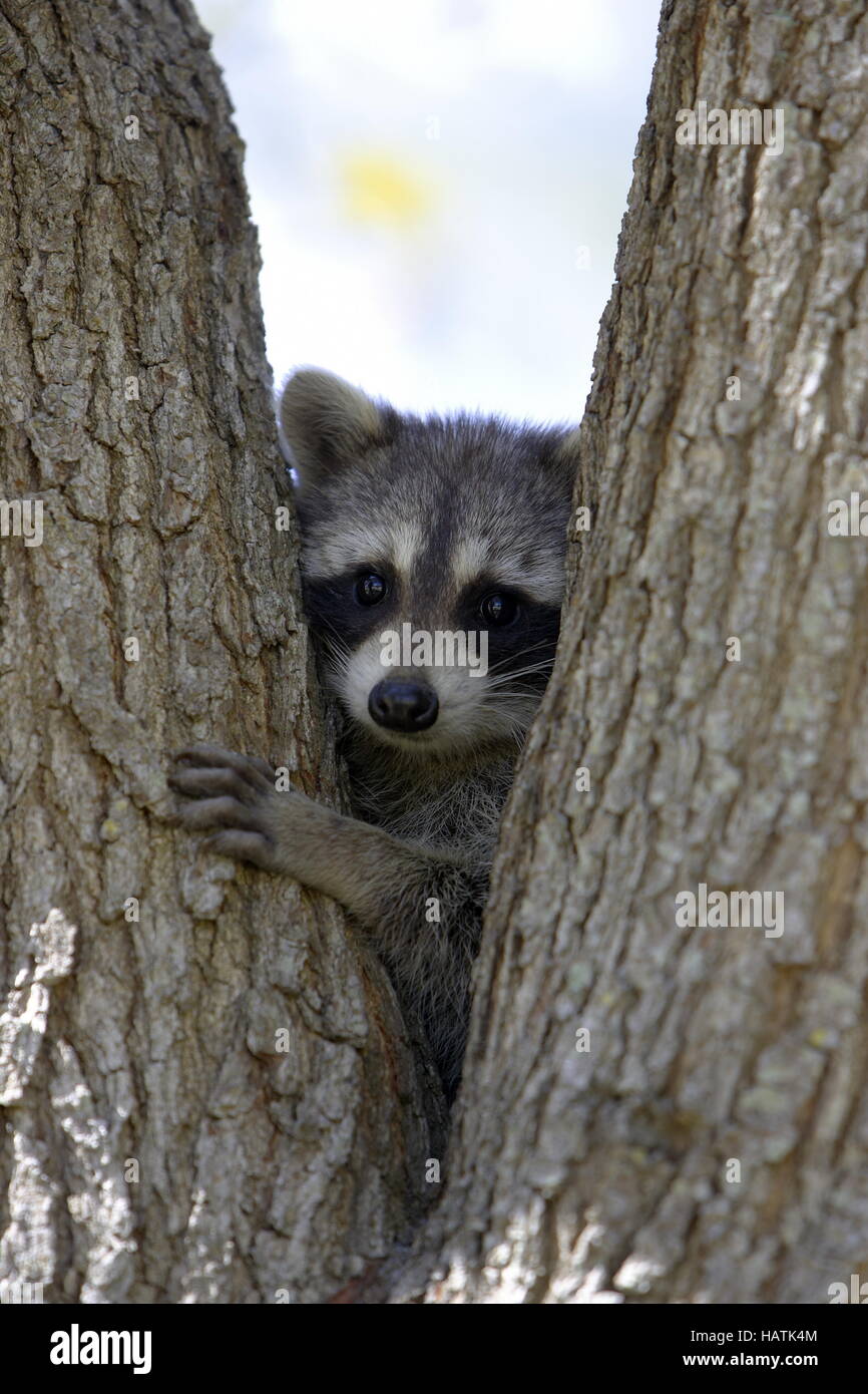 Waschbär - Procyon lotor - Raccoon Stock Photo