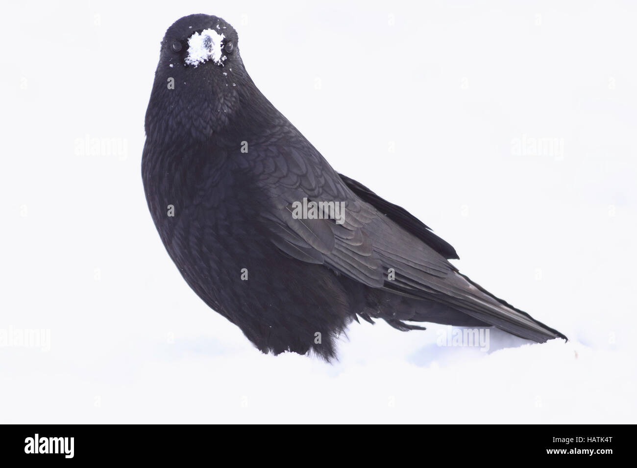 Rabenkrähe (Corvus corone) Stock Photo