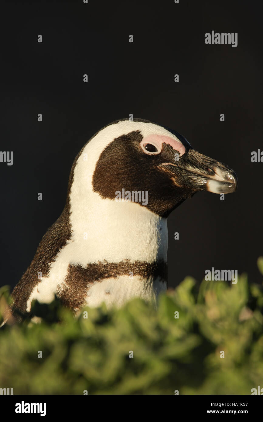 African Penguin - Brillenpinguin Stock Photo