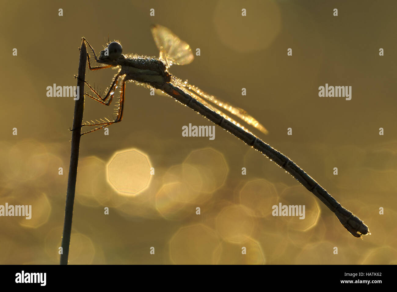 Binsenjungfer (Lestes sp.)3.jpg Stock Photo