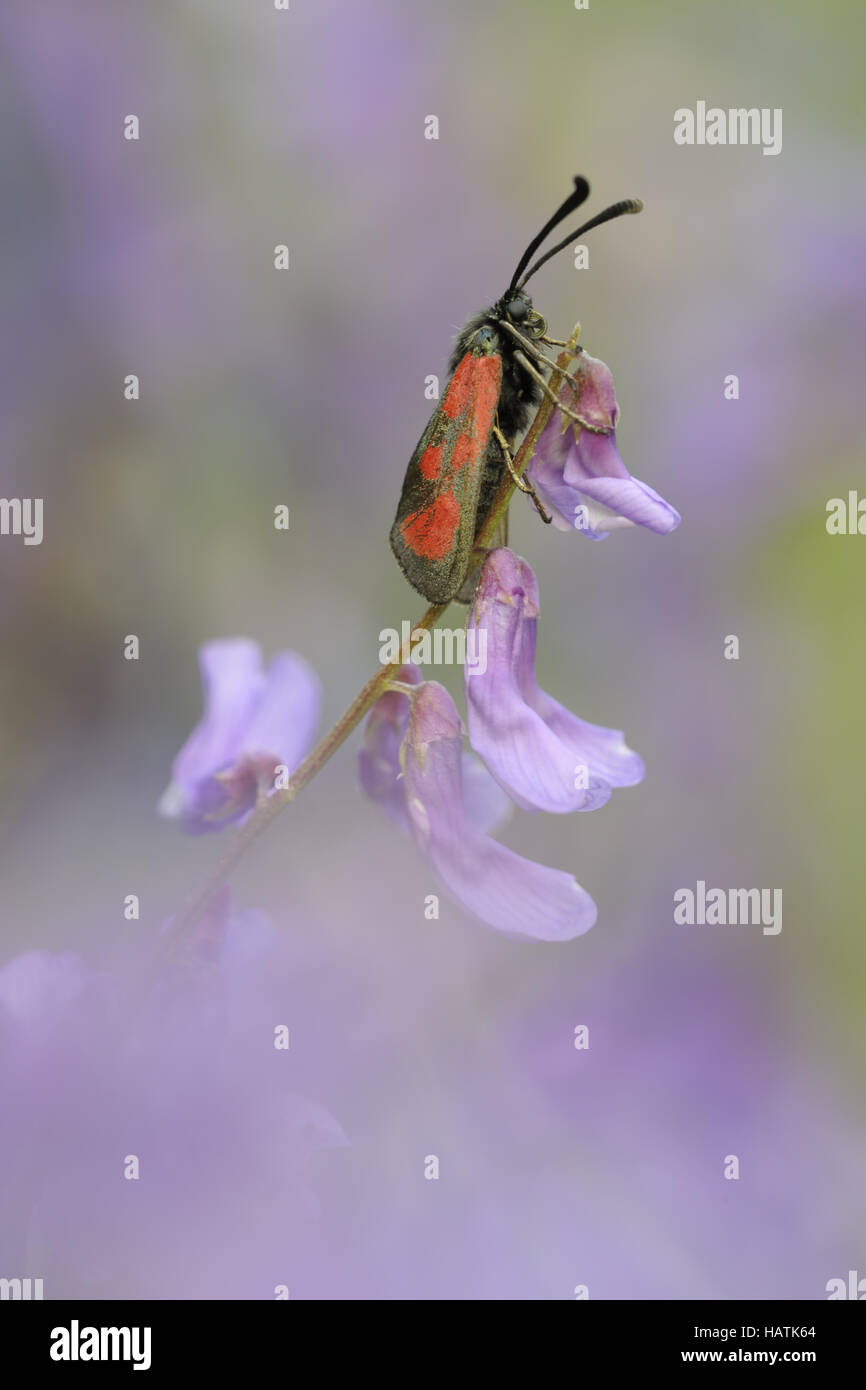 Beilfleckwiddwechen (Zygaena loti)3.jpg Stock Photo