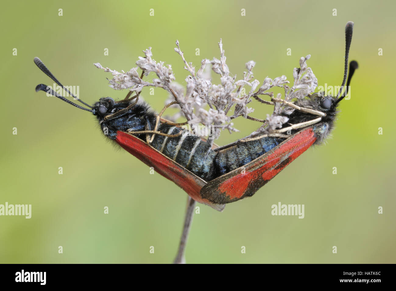 Beilfleckwiddwechen (Zygaena loti)2.jpg Stock Photo