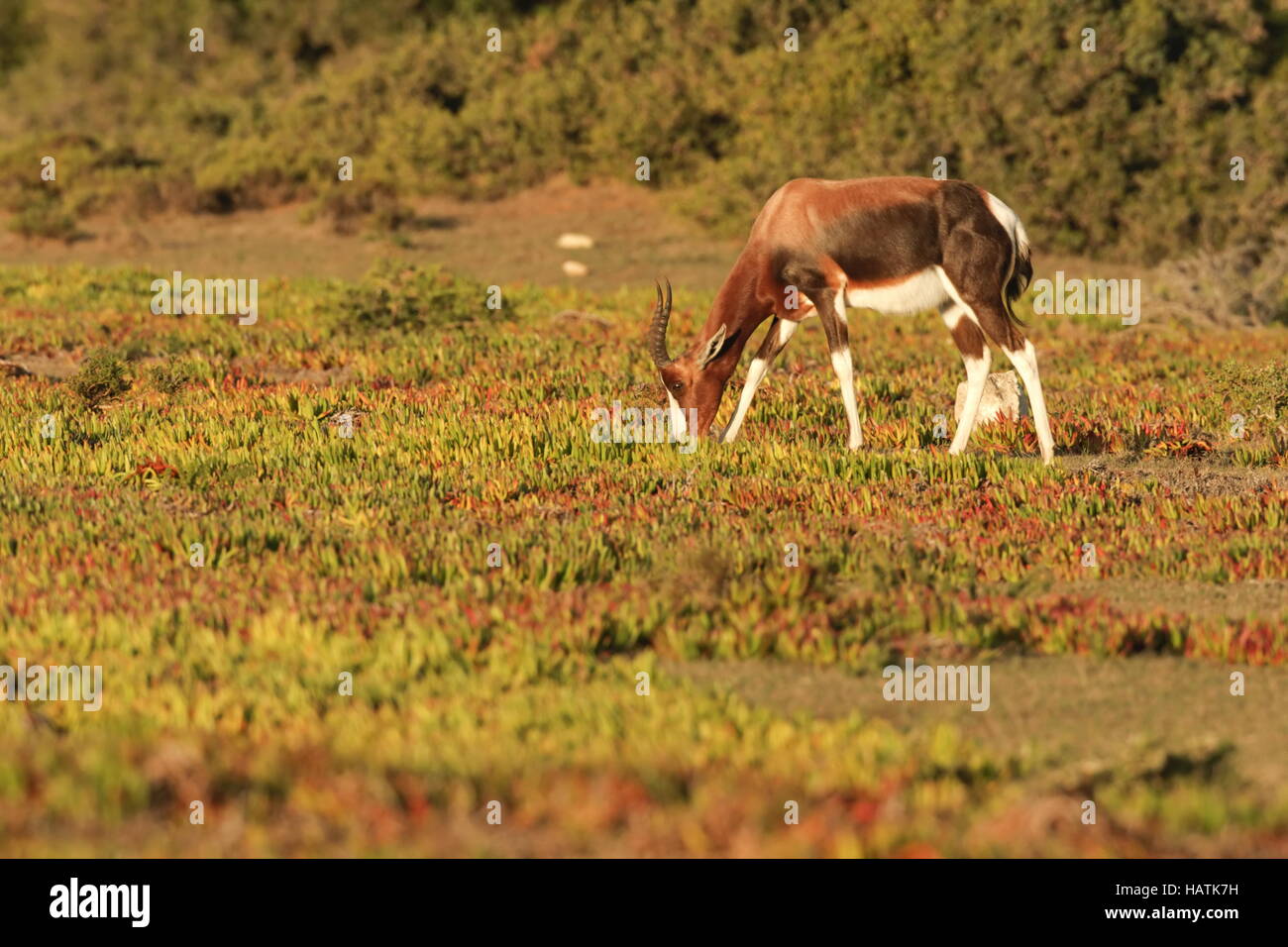 De Hoop Nature ReserveSouth Africa Stock Photo Alamy