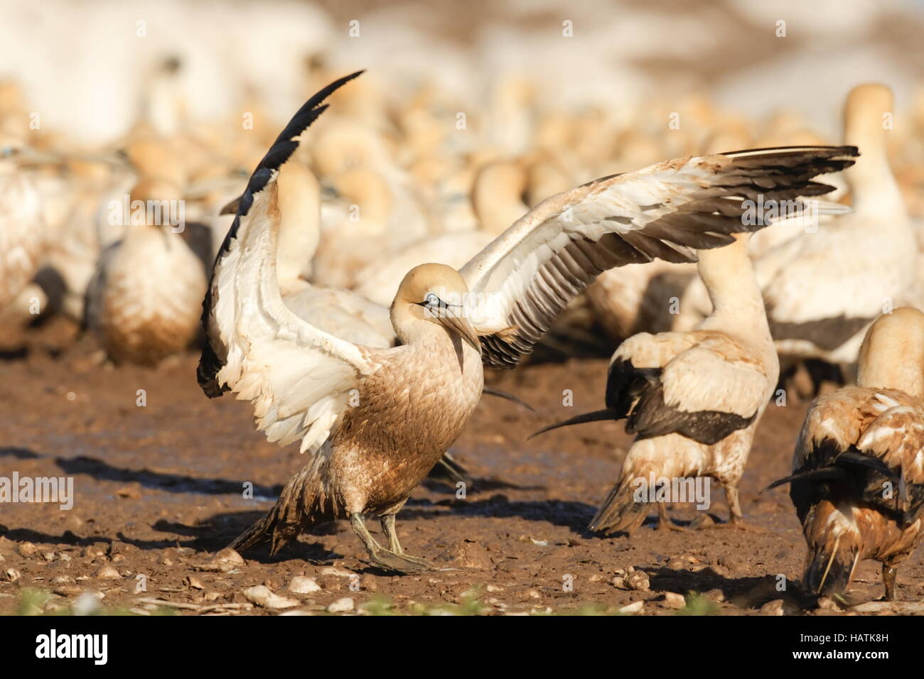 Cape Gannet-flap wings-South Africa Stock Photo