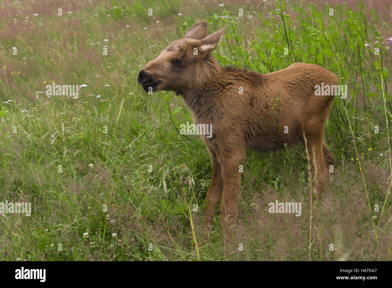 Elch, (Alces alces), moose Stock Photo