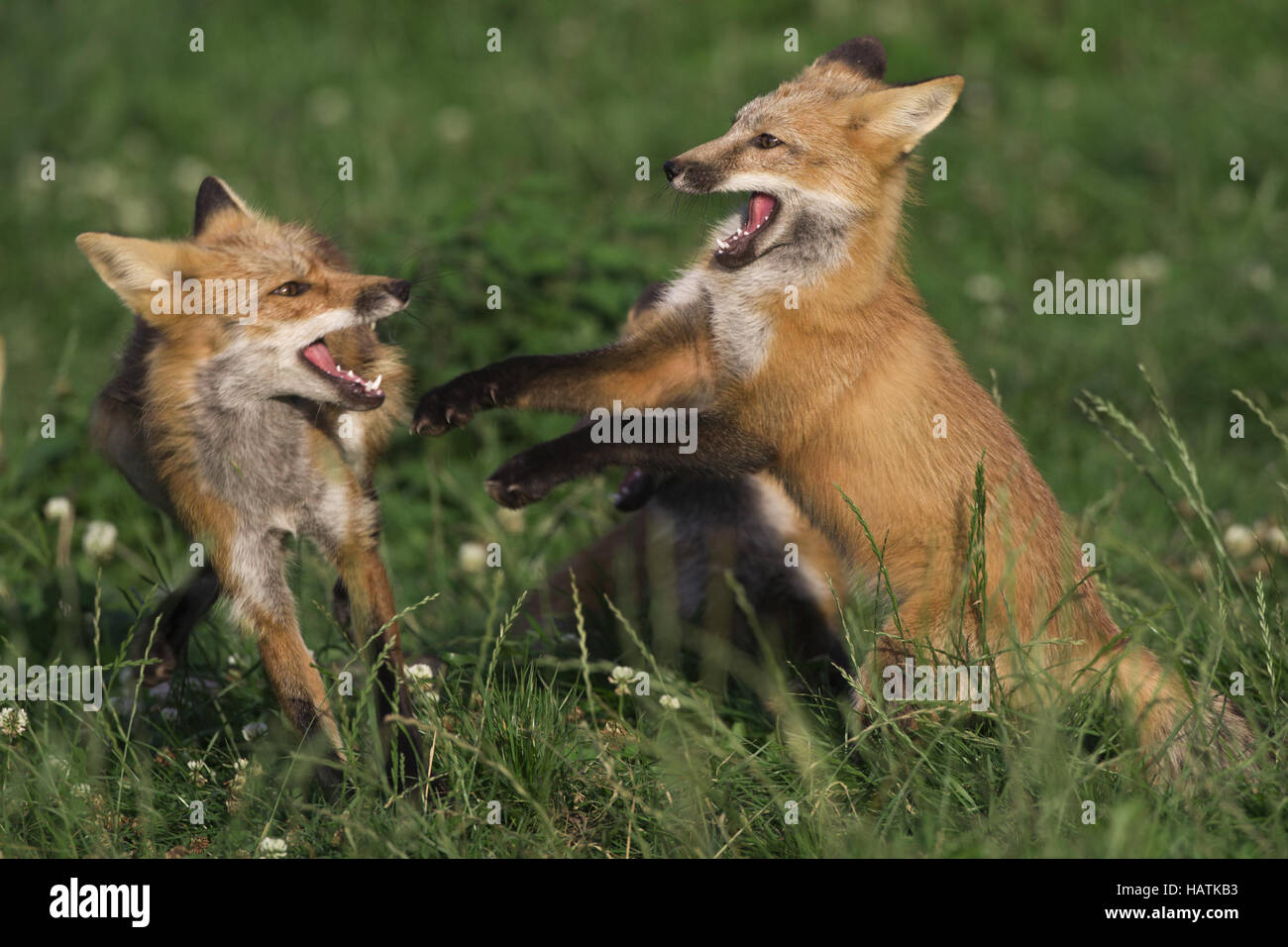 Rotfuchs, (Vulpes vulpes), red fox Stock Photo