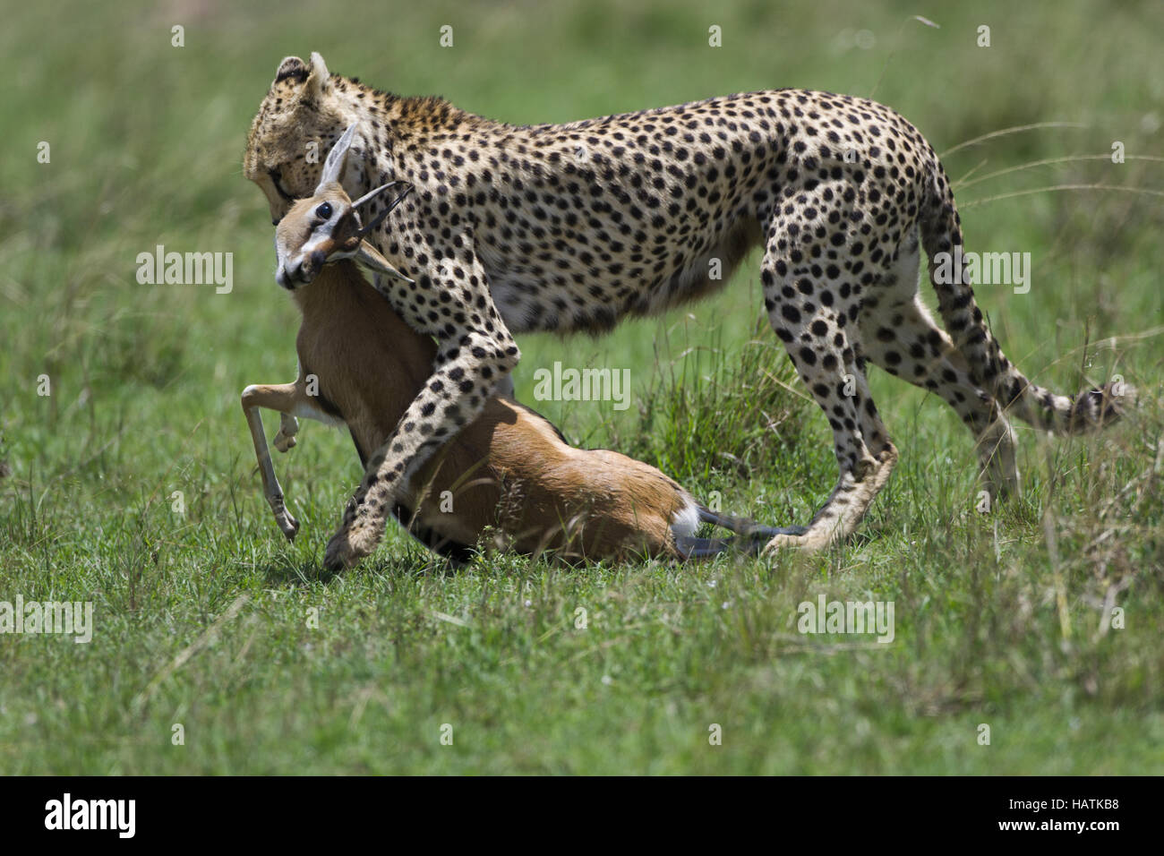 Gepard cheetah hi-res stock photography and images - Alamy