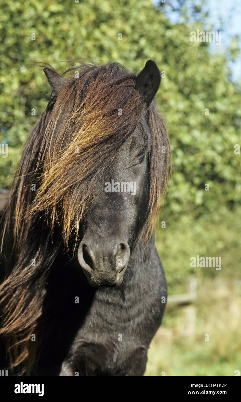 Islandpony horse close hi-res stock photography and images - Alamy