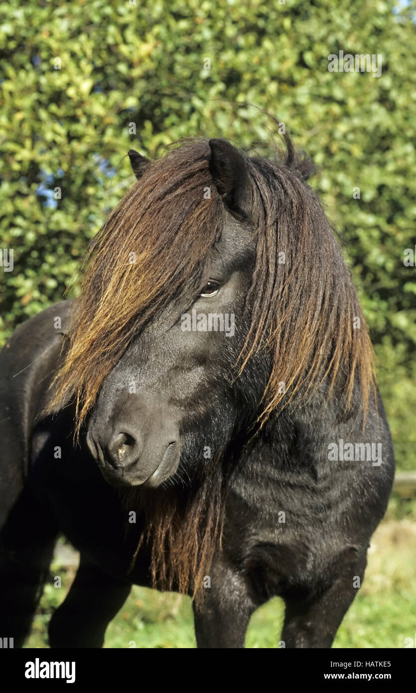 Icelandic horse, Islandpferd, Islandpony Stock Photo