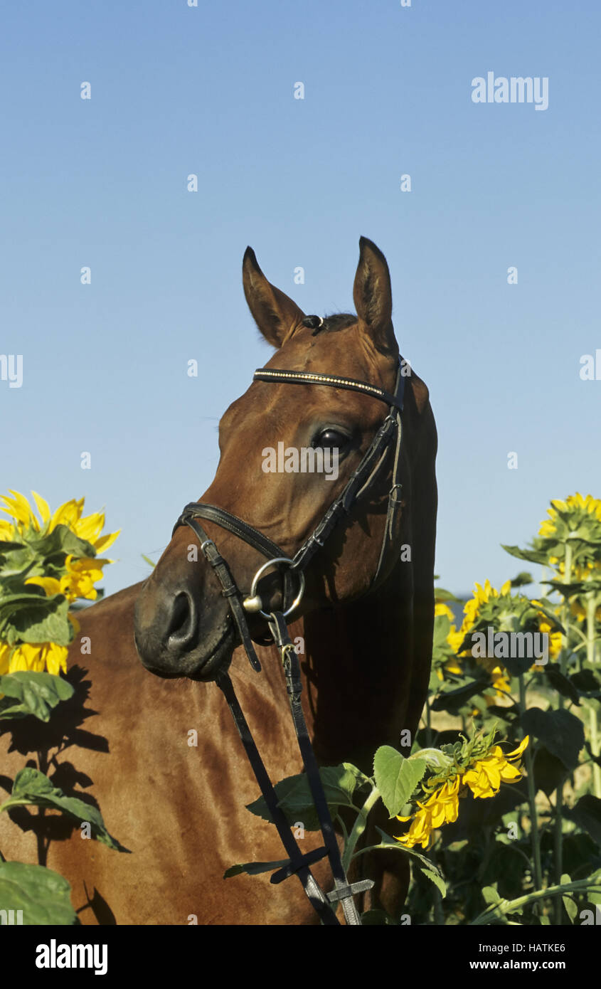 Trakehner, Pferd, horse Stock Photo