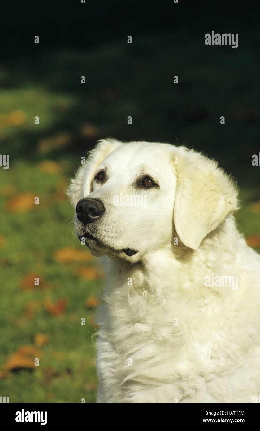 Kuvasz, Hund, dog Stock Photo