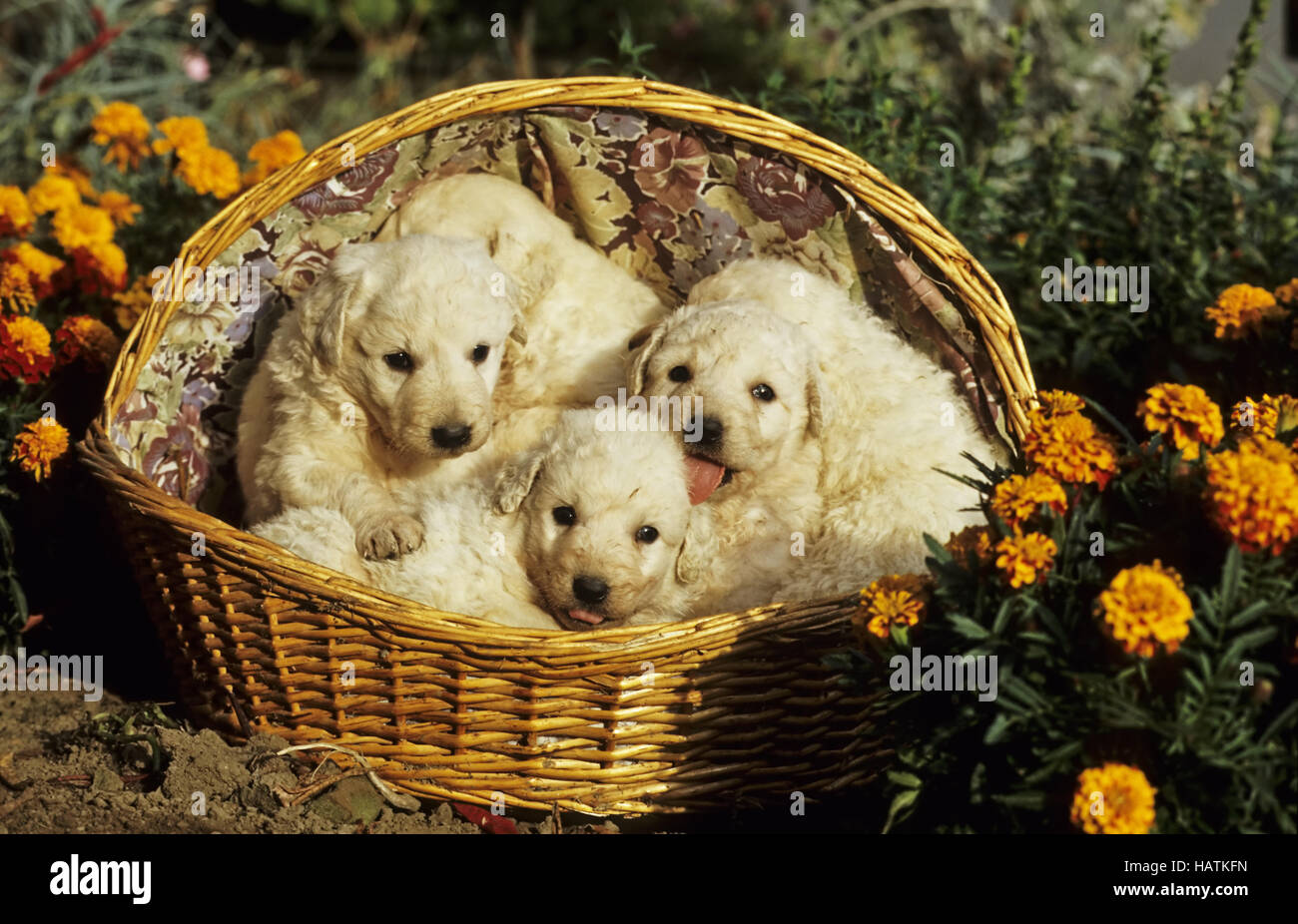 Kuvasz, Hund, dog, welpen, pubs Stock Photo