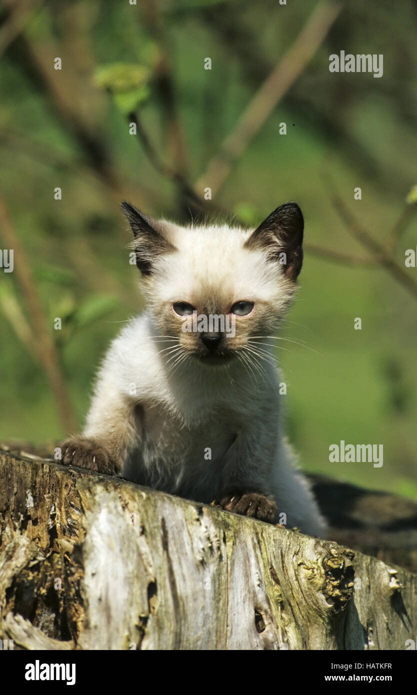 Katze im garten hi-res stock photography and images - Alamy