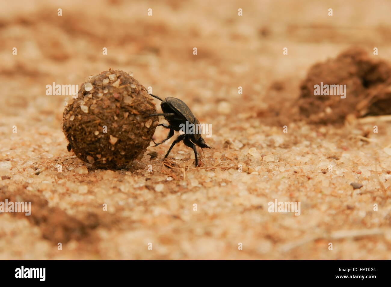 Dung BeetleSouth Africa Stock Photo Alamy