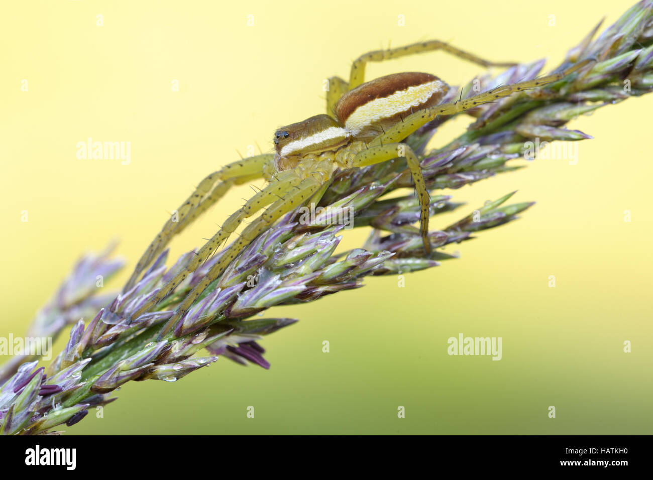 Gerandete-Jagdspinne-(Dolomedes-fimbriatus)2.jpg Stock Photo