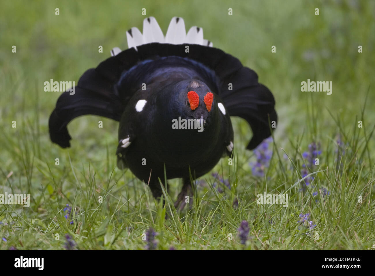 Birkhahn, Lyrurus trix, Black grouse Stock Photo