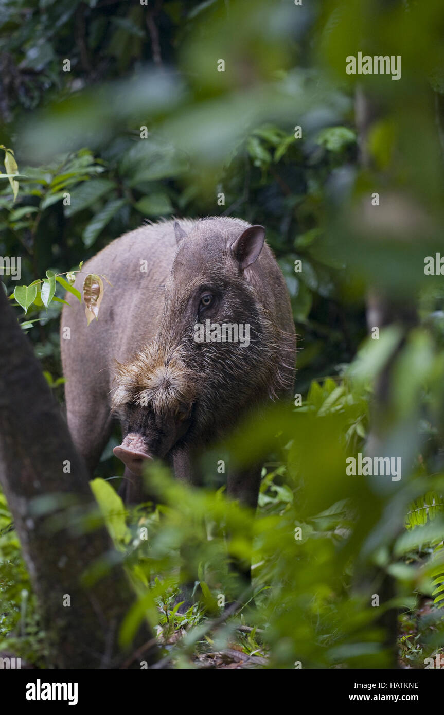 Bartschwein / Bearded Pig / Sus barbatus Stock Photo Alamy