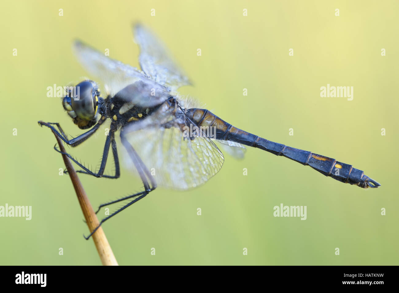 Schwarze-Heidelibelle-(Sympetrum-danae)7.jpg Stock Photo