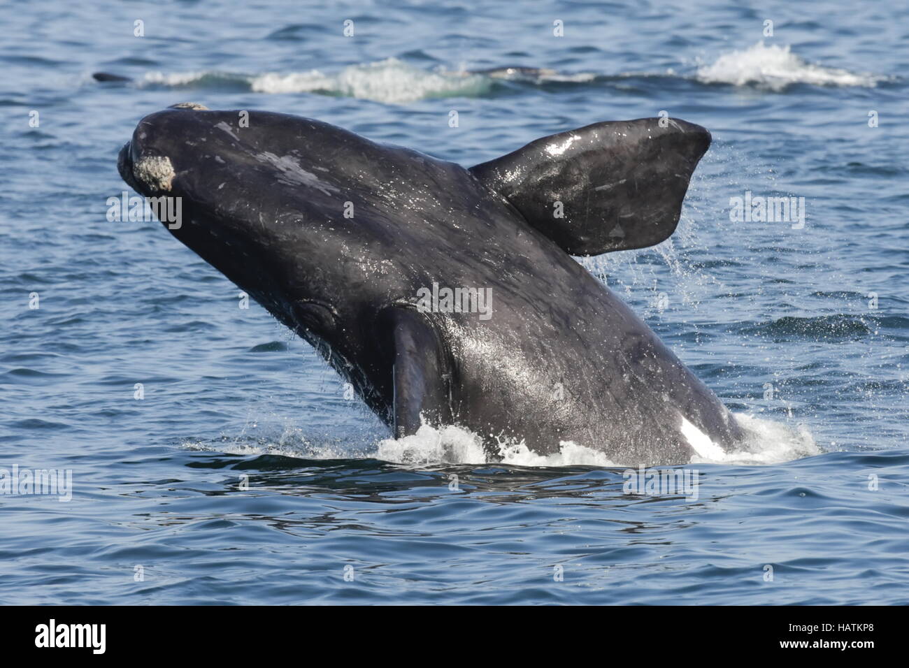 Southern right whale south africa hi-res stock photography and images ...