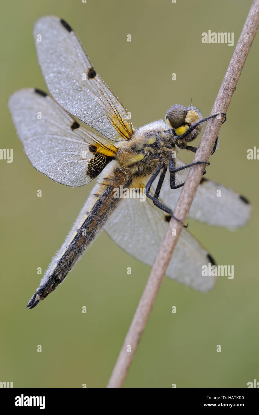 Vierfleck (Libellula quadrimaculata).jpg Stock Photo