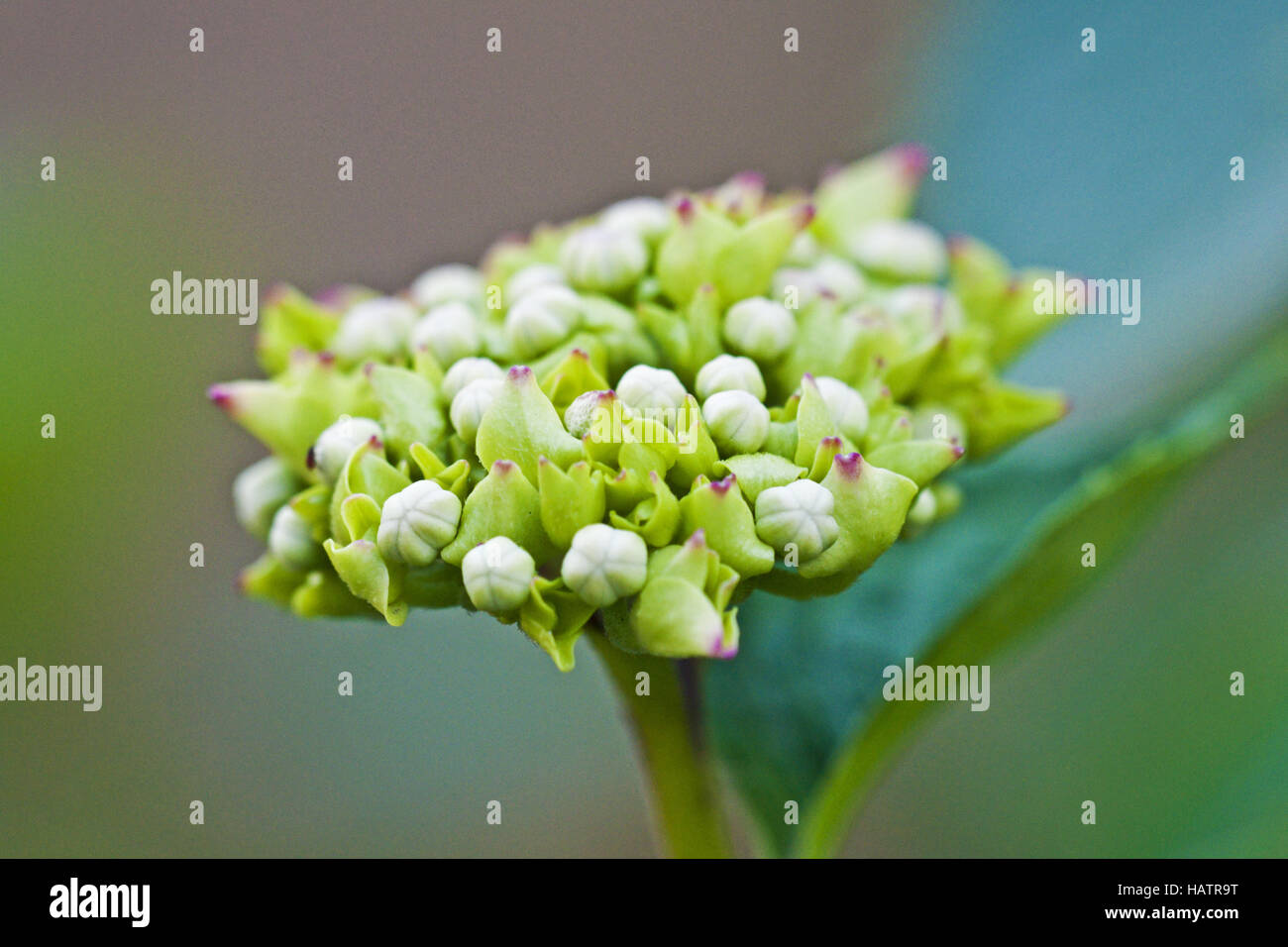 Hortensie hydrangea macrophylla bauernhortensie hi-res stock ...