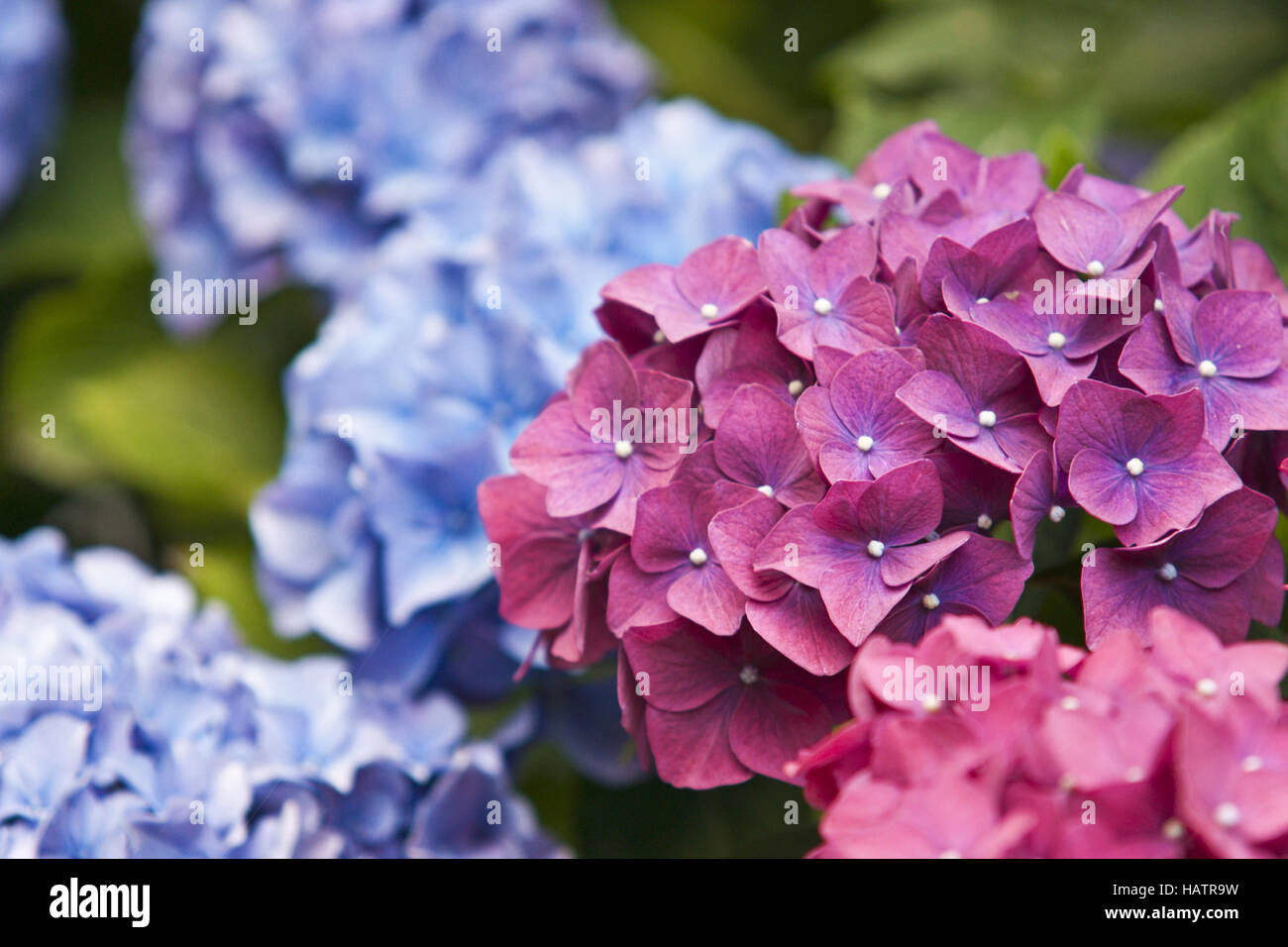 Hortensie hydrangea macrophylla bauernhortensie hi-res stock ...