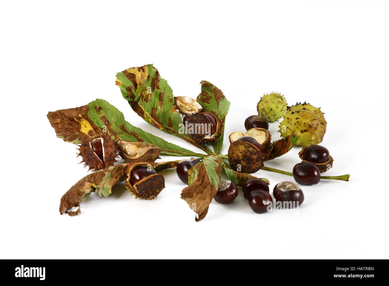 chestnuts and autumn leaves Stock Photo - Alamy