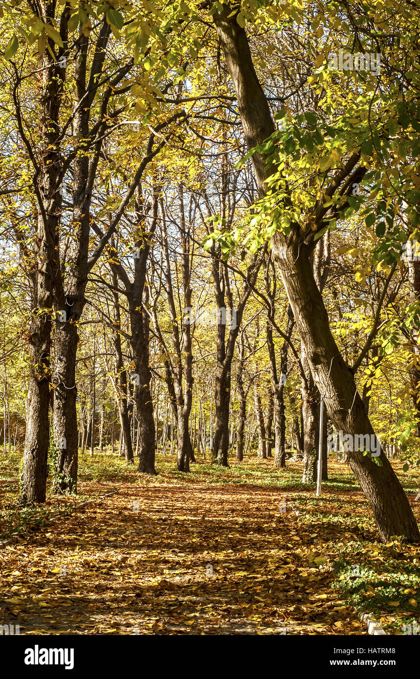 City park alley in autumn as background Stock Photo - Alamy