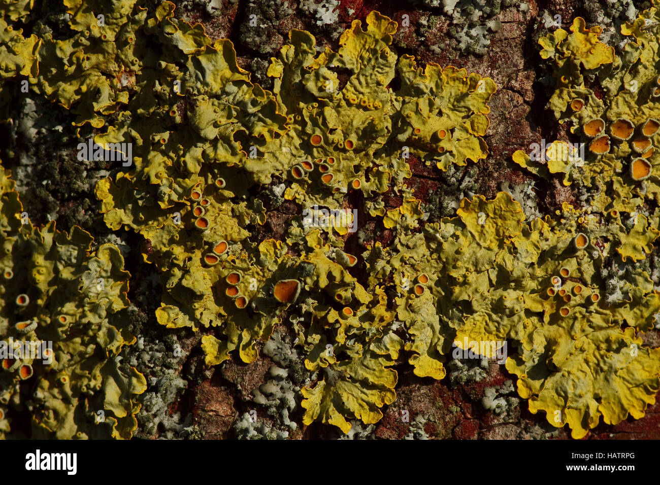 common orange lichen - Xanthoria parietina Stock Photo