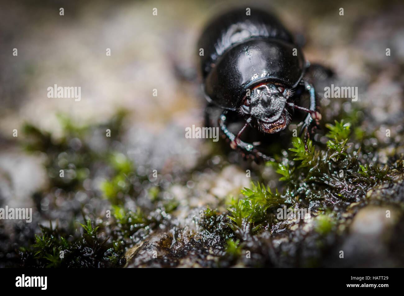 Black insect creature beetle hi-res stock photography and images - Alamy
