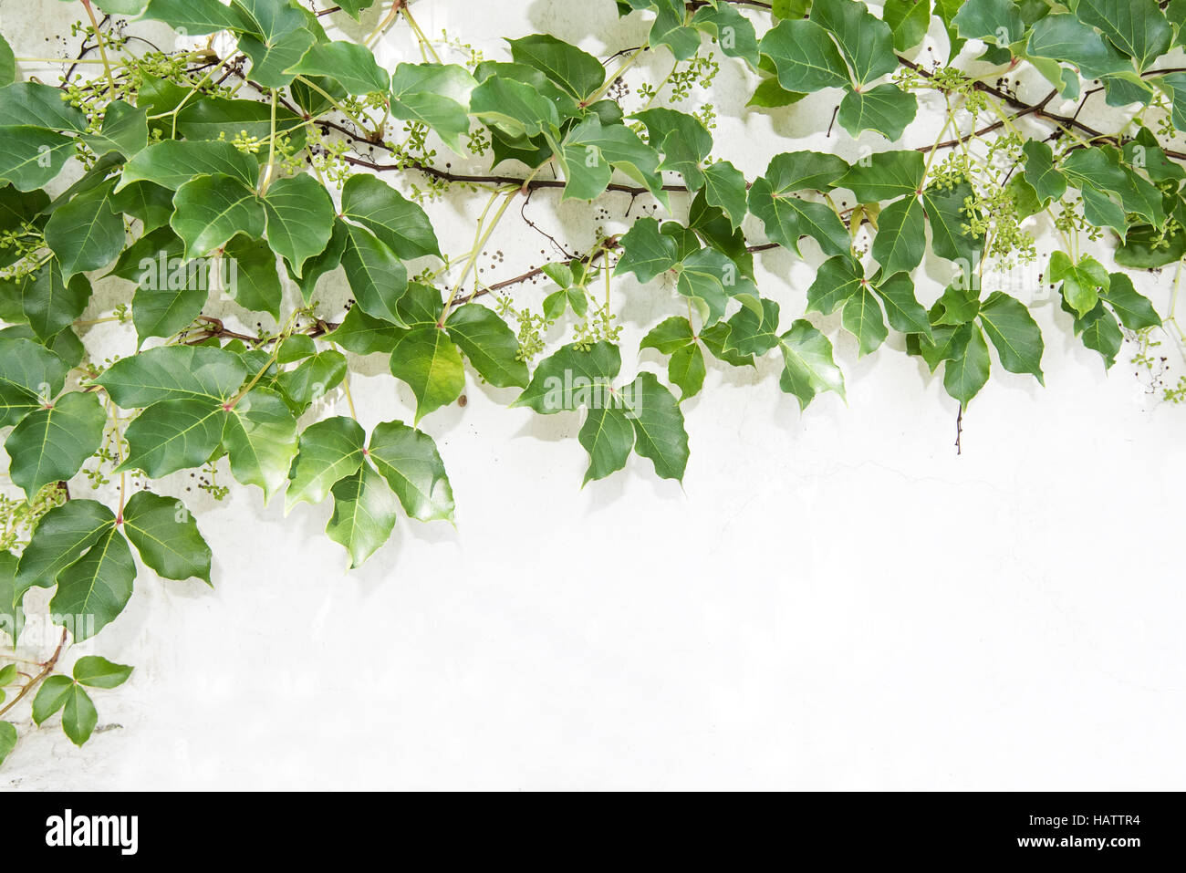 ivy leaves isolated on a white background Stock Photo - Alamy