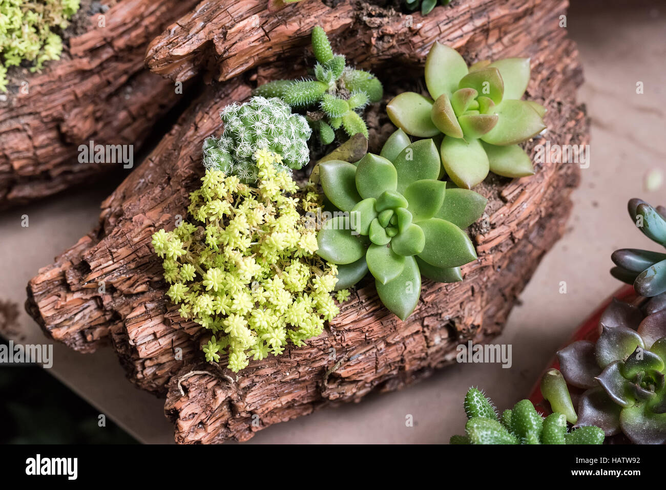Rectangular arrangement of succulents; cactus succulents in a planter ...