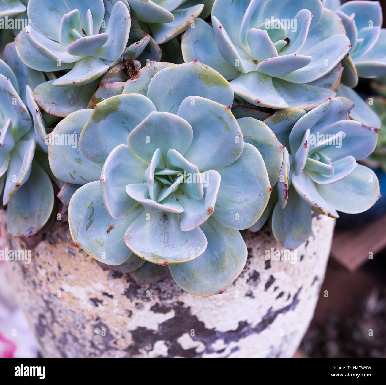 Rectangular arrangement of succulents; cactus succulents in a planter ...