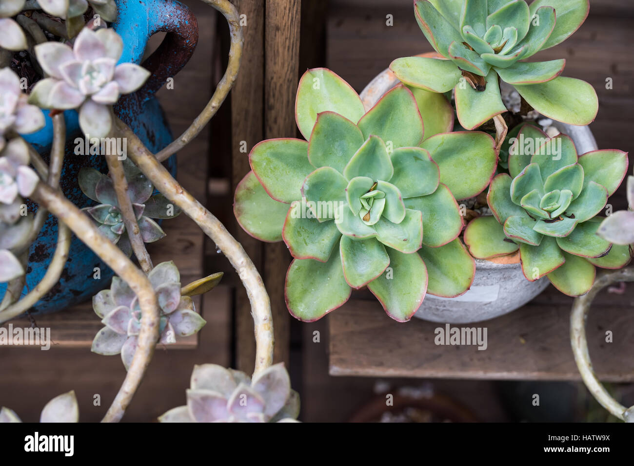 Rectangular arrangement of succulents; cactus succulents in a planter ...