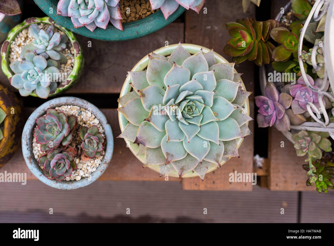 Rectangular arrangement of succulents; cactus succulents in a planter ...