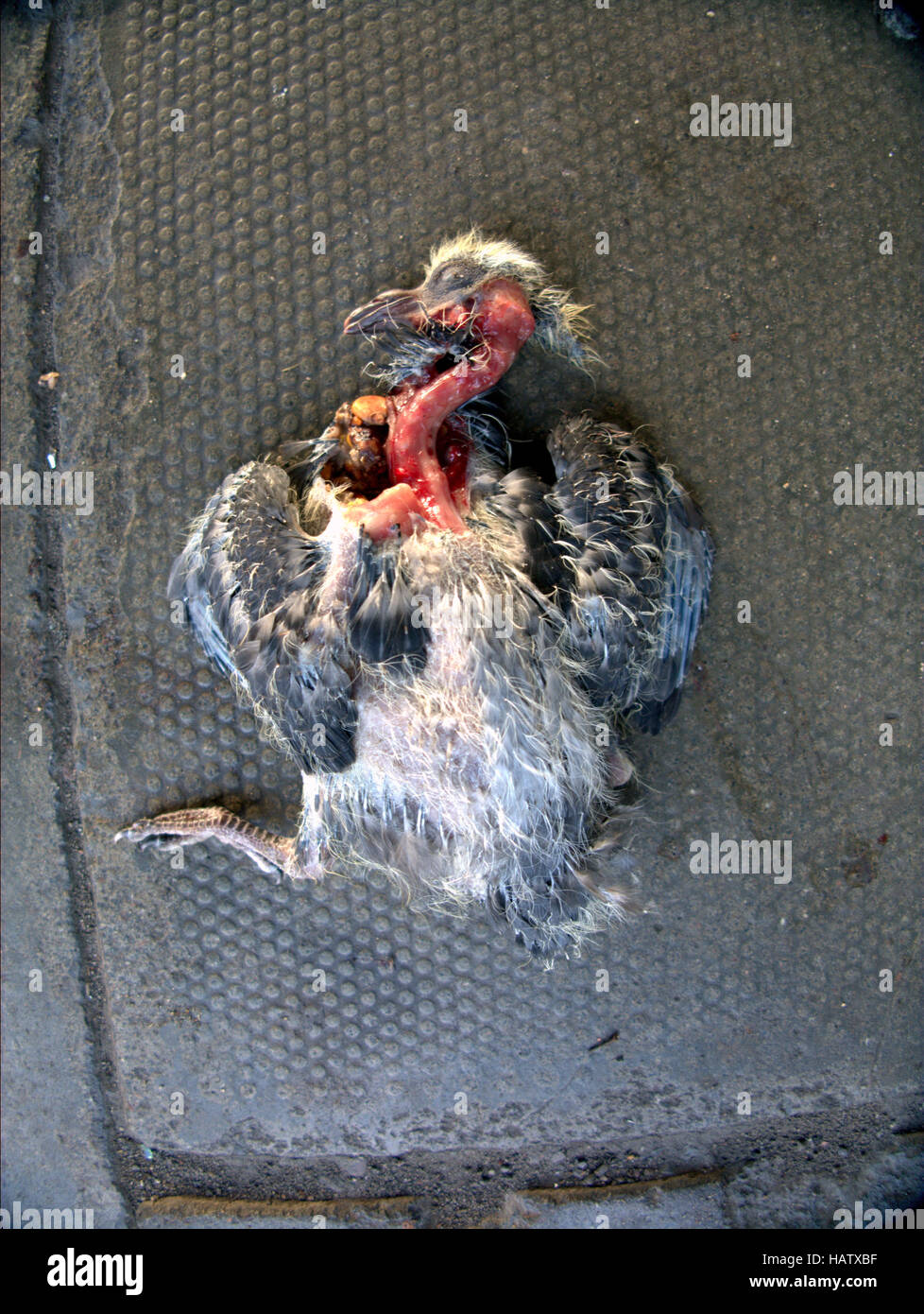 dead chick fallen from nest roadkill bird on concrete street Stock Photo