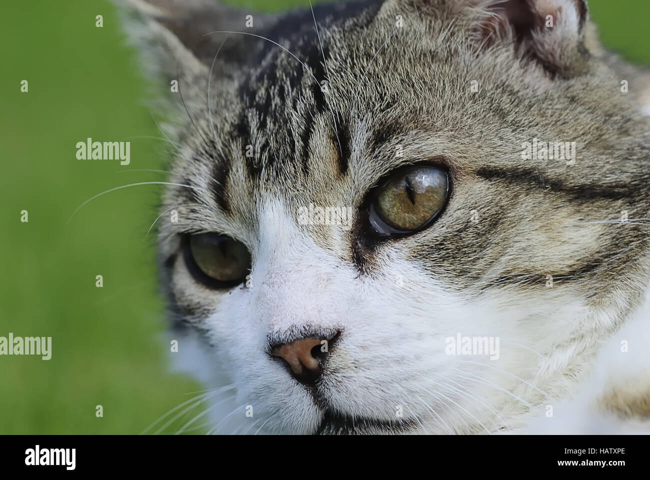 katzenportrait - tom cat Stock Photo - Alamy