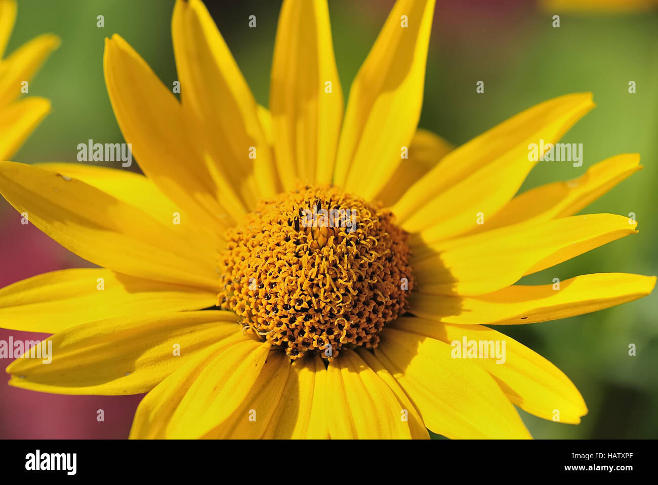 bluete 111 - blossom 111 Stock Photo