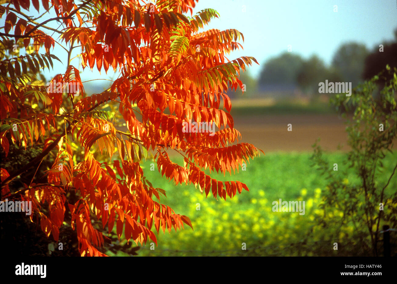 coloured autumn leaves - Rhus hirta Stock Photo