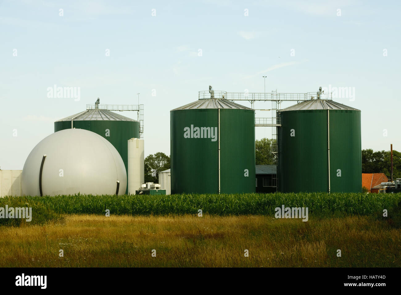 Maize For Biogas High Resolution Stock Photography and Images - Alamy