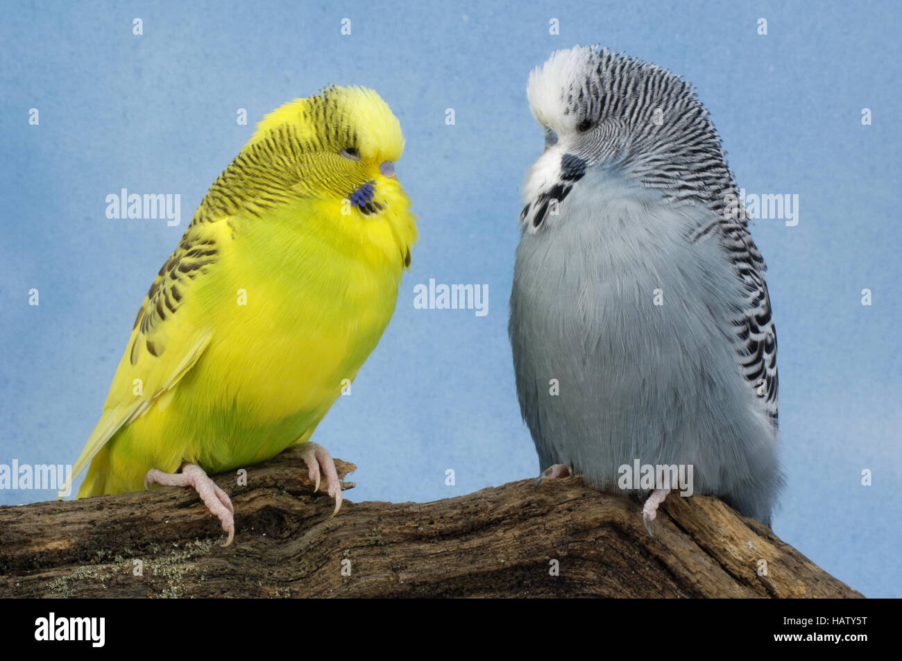 Budgie Stock Photo