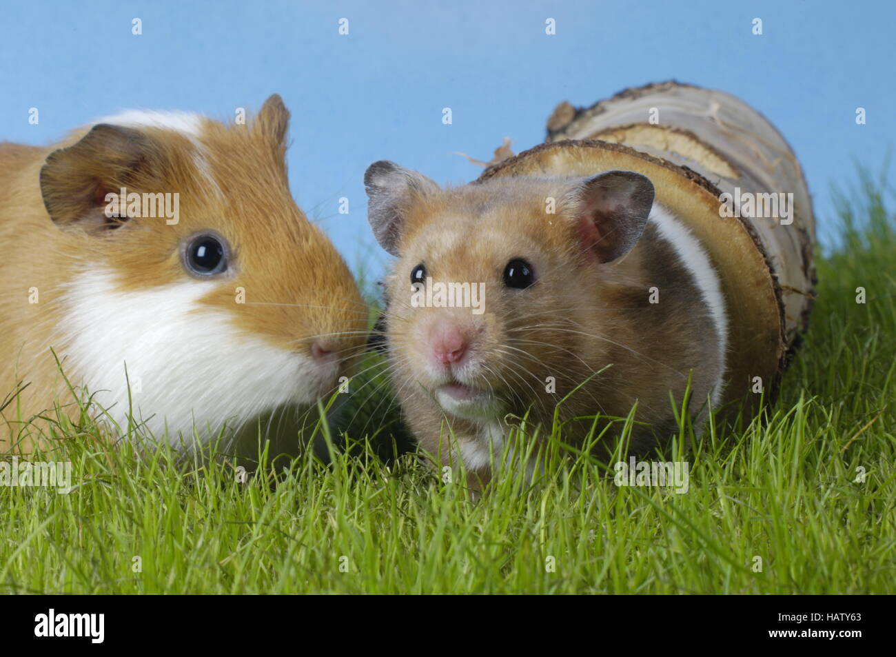 Guinea Pig and Golden Hamster Stock Photo Alamy