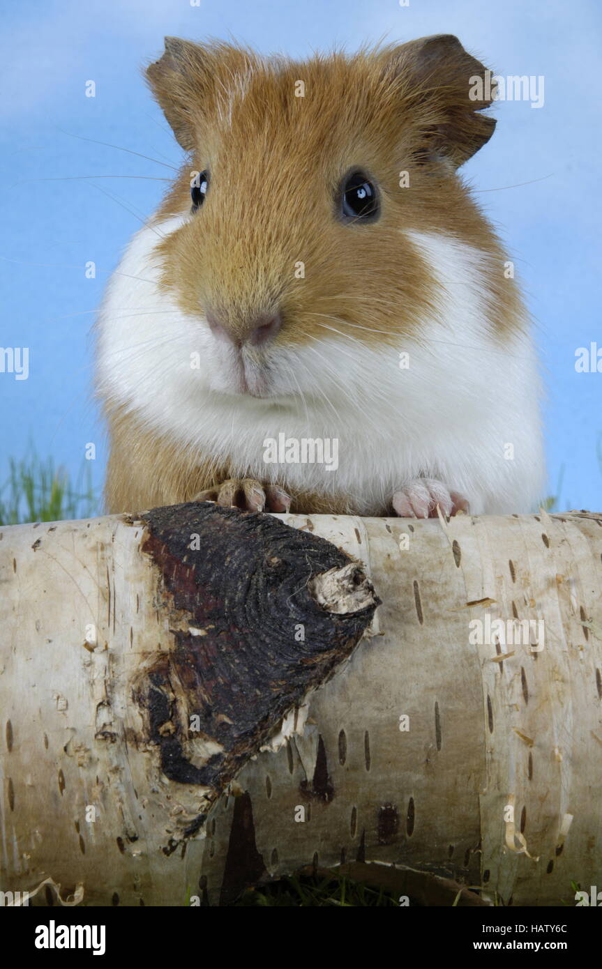Meerschweinchen, Guinea Pigs, Studio Stock Photo