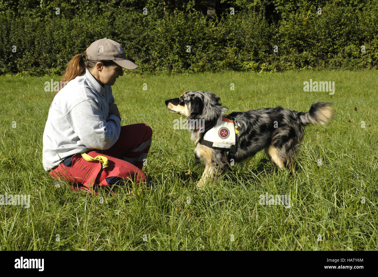 Australian Shepherd, Rettungshund, Rescue Dog Stock Photo - Alamy