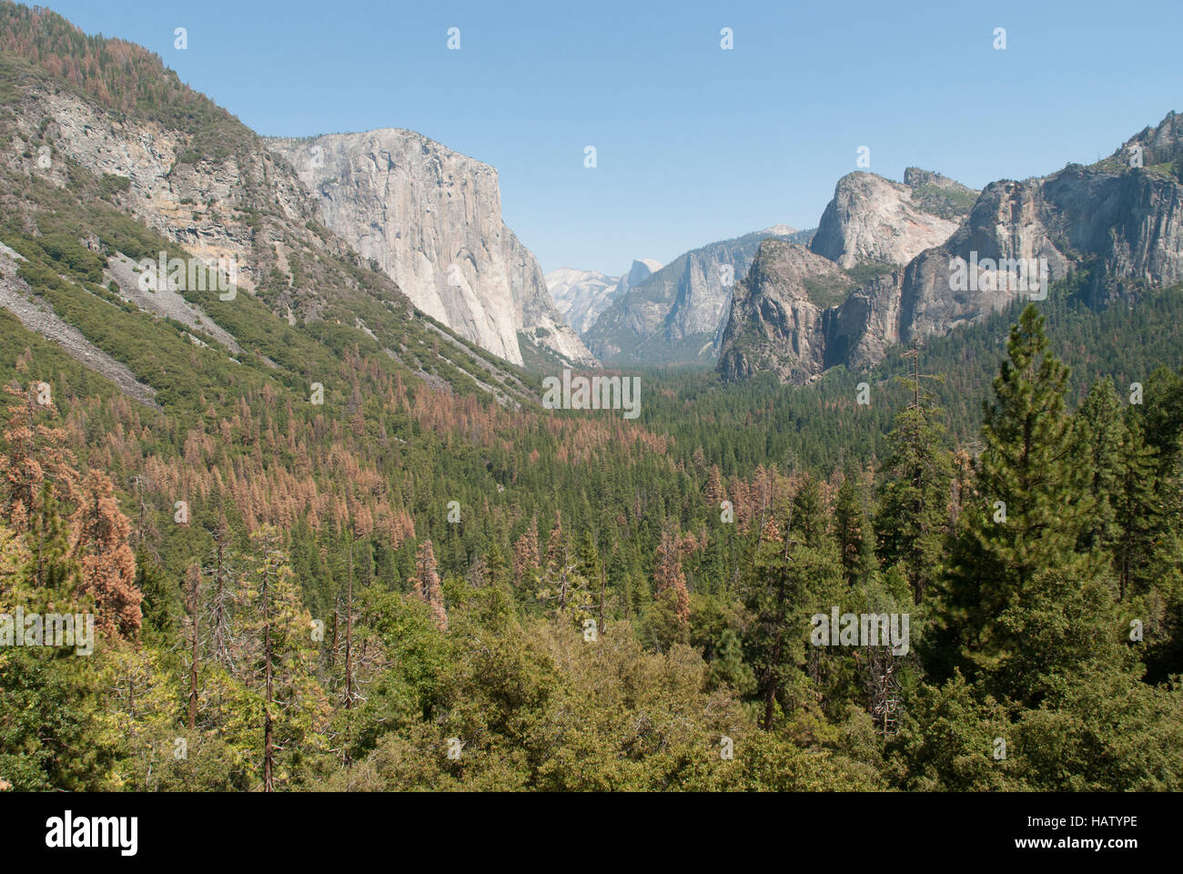 A view down the Yosemite Valley shows pine trees browned by drought and bark beetle damage. Stock Photo