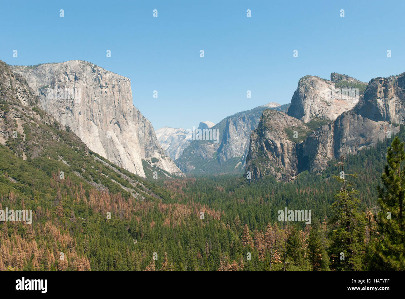 A view down the Yosemite Valley shows pine trees browned by drought and bark beetle damage. Stock Photo