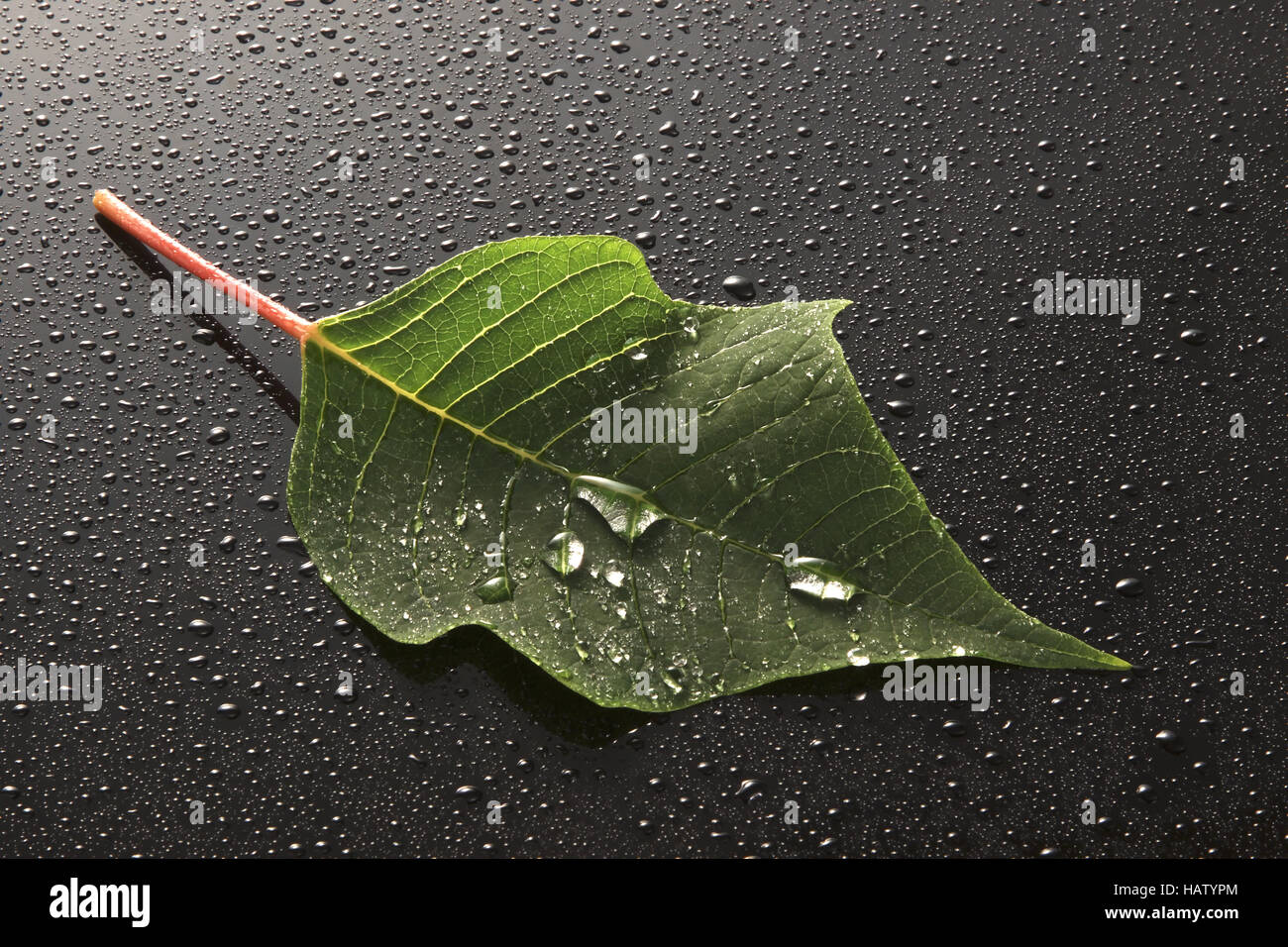 a leaf with waterdrops Stock Photo