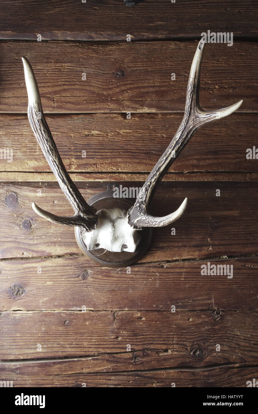 deer antler Stock Photo
